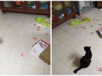 wanita-ini-temukan-uang-simpanan-berkat-sang-kucing-menguaknya.jpg