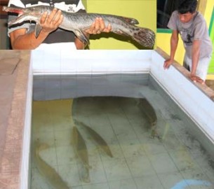 Harga Ikan Kepala Buaya Rp 1,5 Juta