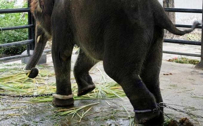 Kebun Binatang Surabaya Dinilai Terkejam di Dunia - 20131228Gajah-dirantai.jpg