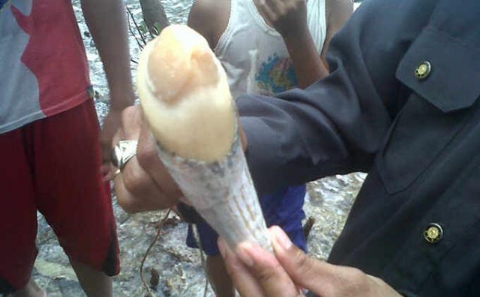 Paus yang Terdampar Berukuran Panjang 10 Meter - 20140214gigi-paus.jpg