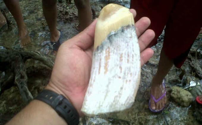 Paus yang Terdampar Berukuran Panjang 10 Meter - 20140214gigi-paus3.jpg