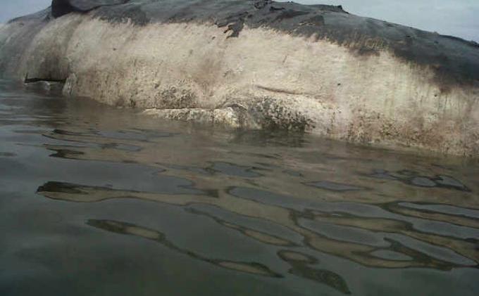 Paus yang Terdampar Berukuran Panjang 10 Meter - 20140214paus2.jpg