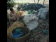 BUAH_KOLANG_KALING.JPG