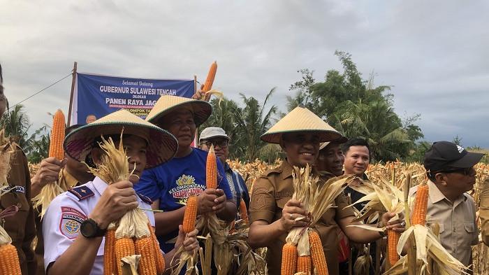 KKJST Gelar Panen Raya Perdana Jagung di Sigi, Hasil Capai 100 Ton Lebih