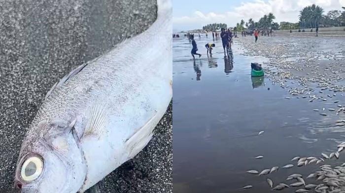 Ikan berserakan di pantai leok