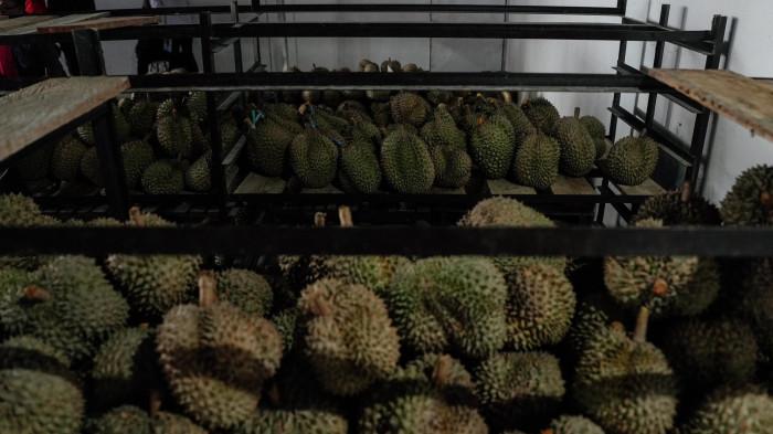 PELEPASAN EKSPOR KOMODITAS DURIAN - Gubernur Sulawesi Tengah, Anwar Hafid, secara resmi melepas ekspor perdana komoditas durian beku diproduksi PT Silvia Amerta Jaya sebanyak 27 ton menuju pasar Tiongkok.