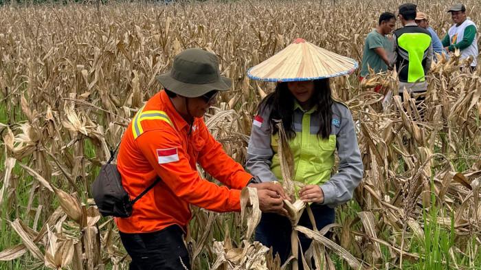 PPM Vale di Kolaka Panen Jagung