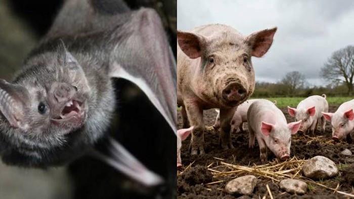 Virus Nipah Jadi Perhatian, Kemenkes Keluarkan SE Kewaspadaan