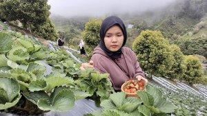 Agrowisata-Salubay-Donggala-2025.jpgKebun-Stoberi-Salubay-Donggala-1.jpg