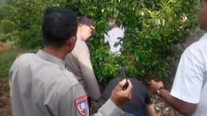 Duka-di-Banggai-Lansia-Ditemukan-Tewas-Gantung-Diri-di-Pohon-Pala.jpg
