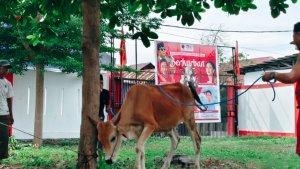 Kurban-PDIP-Sulteng-2025-1.jpg