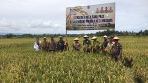 PANEN-RAYA-Bupati-Banggai-Amirudin-mengikuti-panen-raya-padi.jpg
