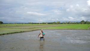 Petani-di-Sawah.jpg