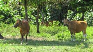 Total-kasus-kematian-sapi-bali-akibat-penyakit-jembrana-ds.jpg