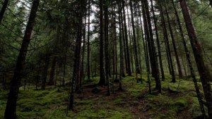 hutan.jpg