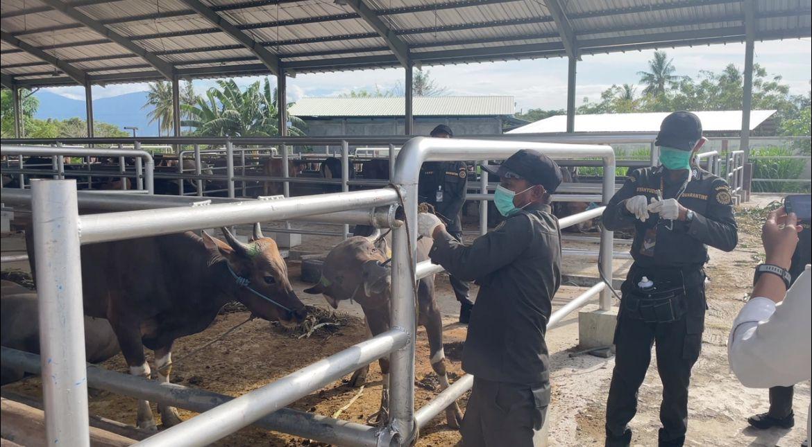 Barantan-Pastikan-Sapi-Kurban-Sulteng-yang-dipasok-ke-Luar-Daerah-Bebas-PMK.jpg