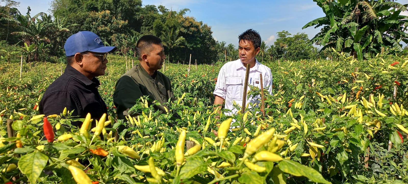 Kementerian Pertanian Jamin Pasokan Cabai Aman Jelang Ramadan
