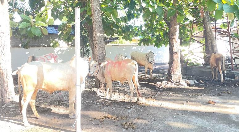 Iduladha 2024, DPRD Sulteng Kurban 6 Ekor Sapi, 350 Kupon Dibagikan ke Warga Sekitar Kantor