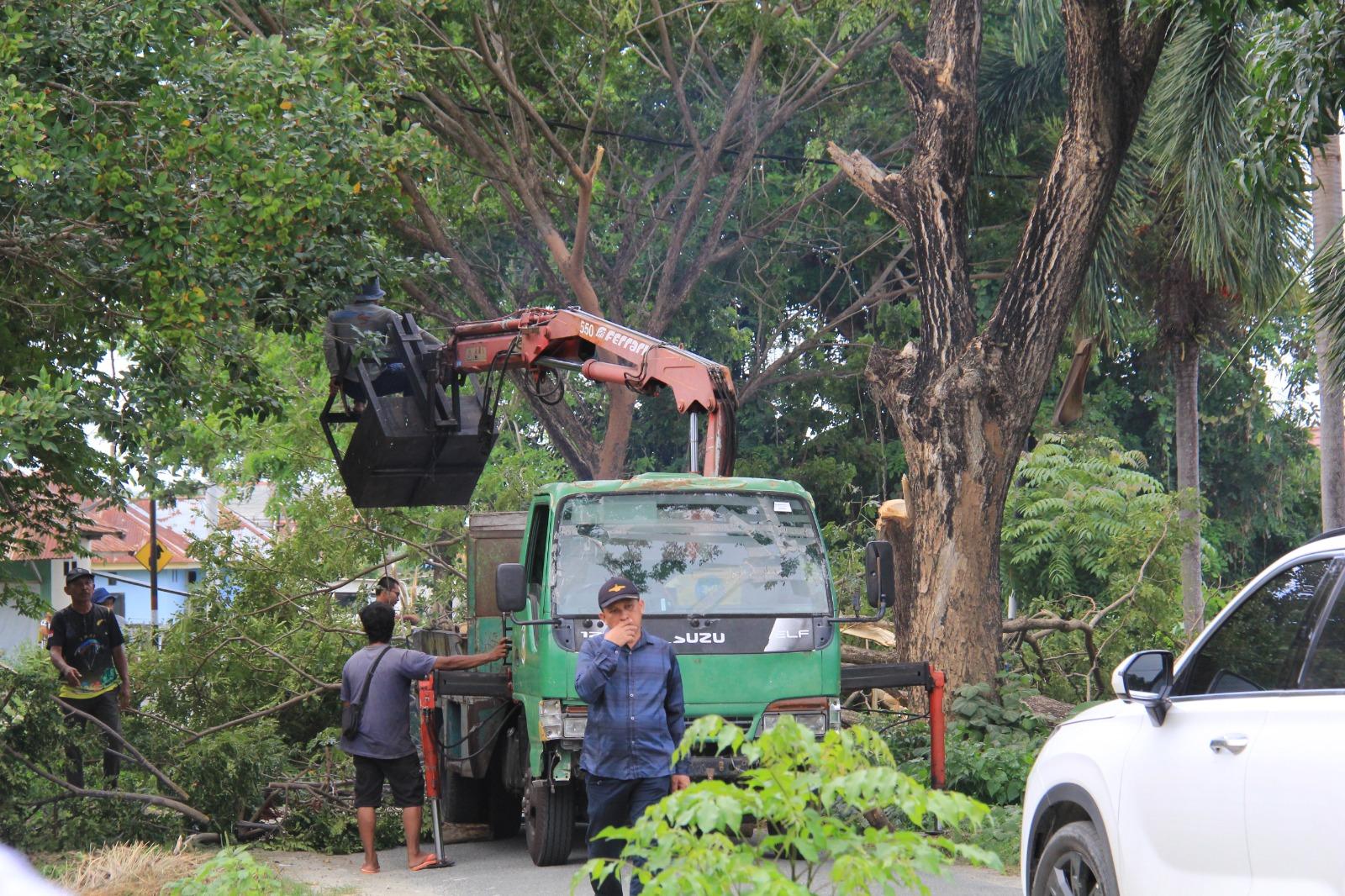 Perawatan-Pohon-di-Parigi-Moutong-Belum-Maksimal.jpg