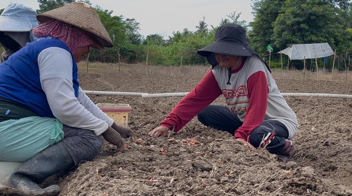 Petani-Petobo-Dorong-Bawang-Merah-Lokal-Palu-Kurangi-Pasokan-Enrekang-dan-Bima.jpg