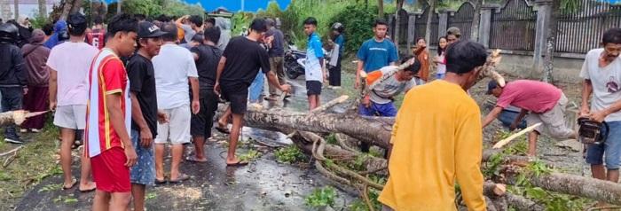 Pria-di-Morowali-Tewas-Tertimpa-Pohon-Tumbang-di-Jalan-Trans-Sulawesi.jpg