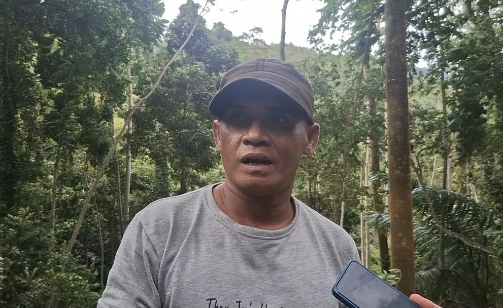 Cerita Sopir Selamat dari Pohon Tumbang di Jalur Kebun Kopi Parigi Moutong