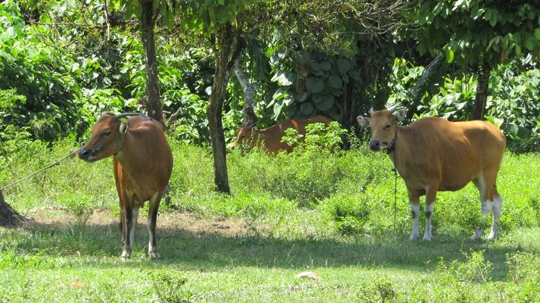 Total-kasus-kematian-sapi-bali-akibat-penyakit-jembrana-ds.jpg