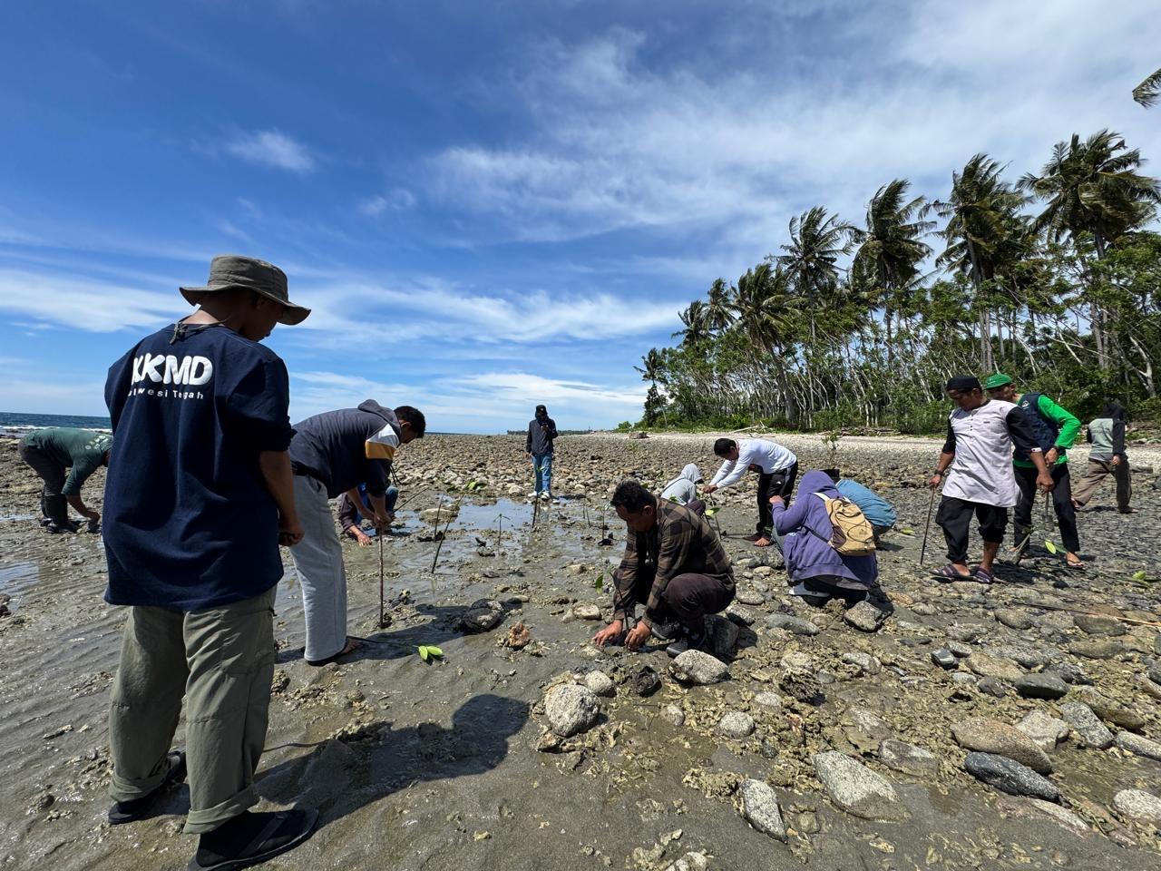 Jinurain Lamakatutu Dorong Pelestarian Lingkungan Lewat Penanaman Mangrove di Pesisir Pantai Labuan