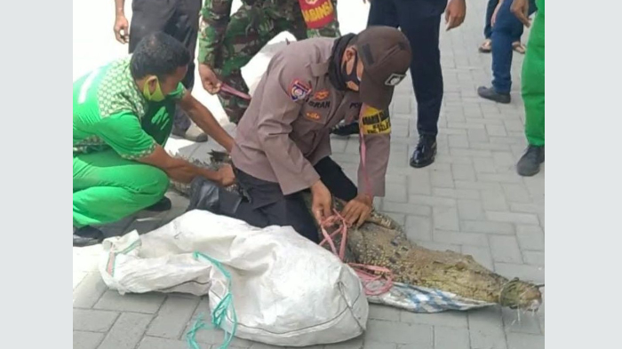 bikin-geger-seekor-buaya-masuk-ke-area-parkir-palu-grand-mall.jpg