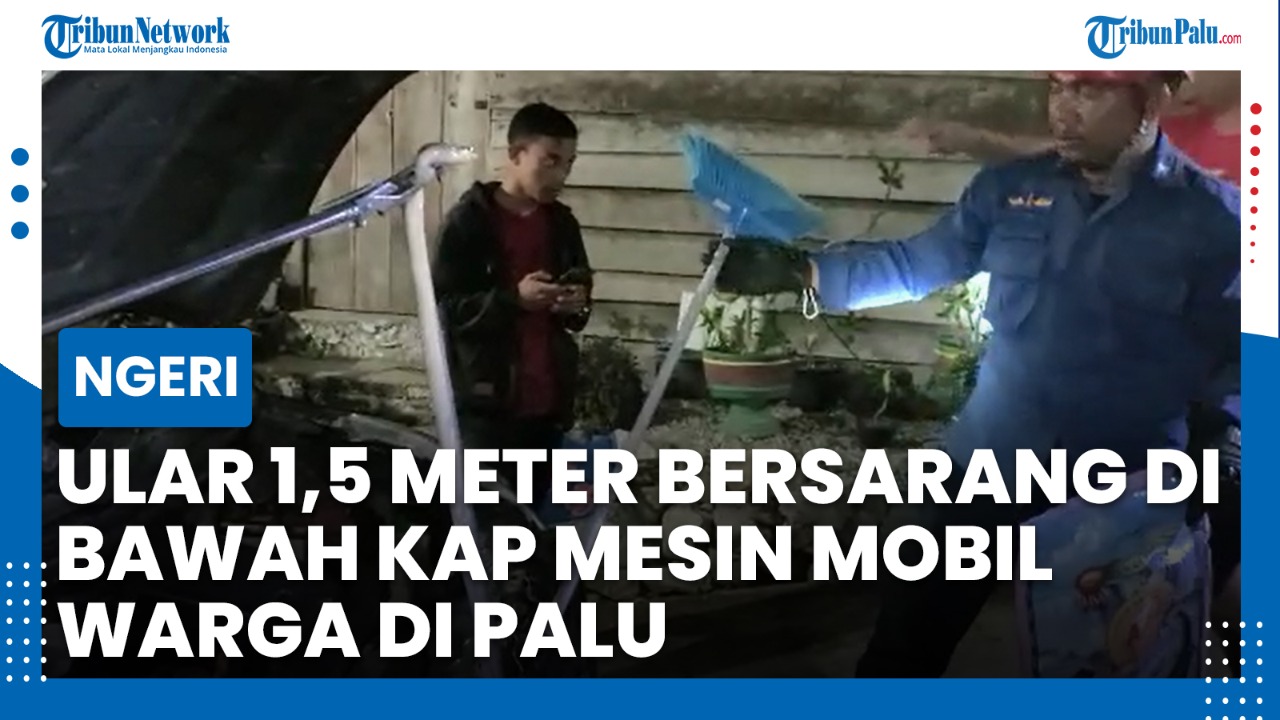 evakuasi-seekor-ular-di-ruang-mesin-sebuah-mobil.jpg