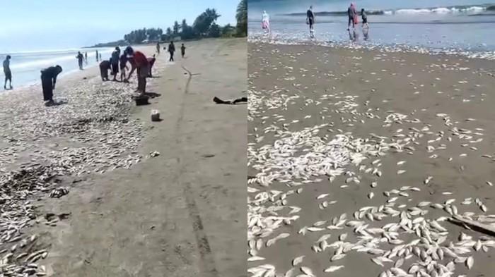 ikan-berserakan-di-pantai-buol-2026.jpg