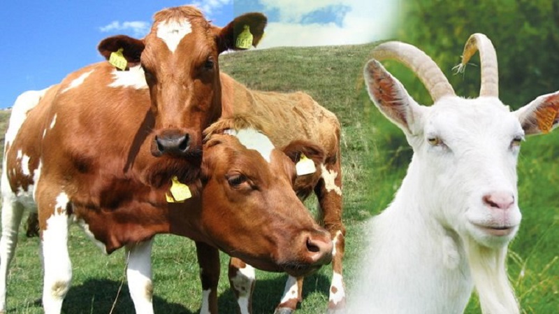 Lebih Baik Mana Kurban 1 Ekor Sapi untuk 7 Orang atau 7 Kambing untuk 7 Orang? Simak Penjelasan Buya