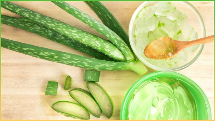 Simak 7 Manfaat Lidah Buaya untuk Kesehatan, Sembuhkan Luka Bakar hingga Obati Sariawan