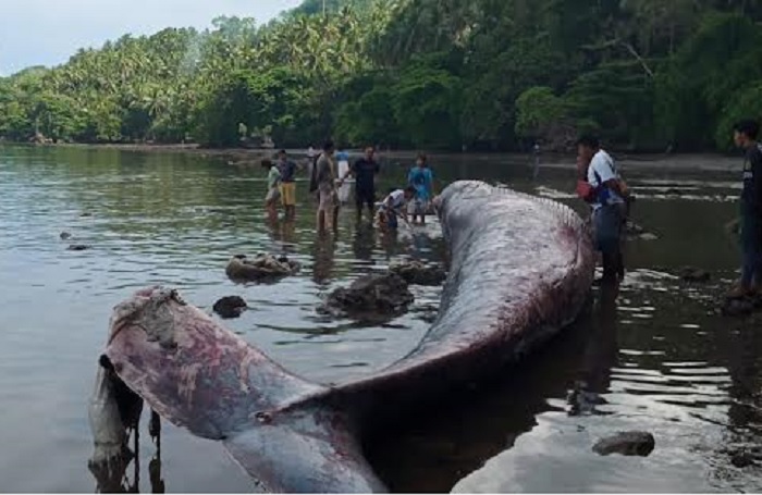 paus-terdampar-di-banggai-laut.jpg