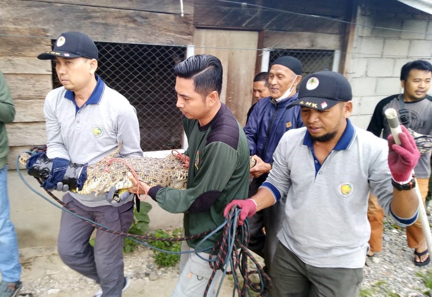 petugas-bksda-sulteng-saat-mengevakuasi-buaya-di-palu.jpg
