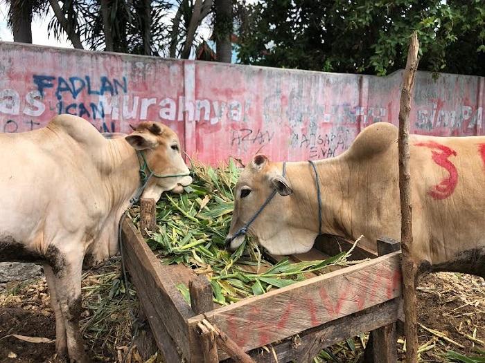 Batas Waktu Penyembelihan Hewan Kurban Idul Adha, Jangan Sampai Terlewat