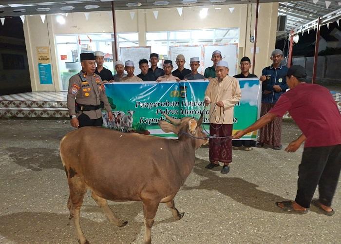 sapi-kurban15.jpg