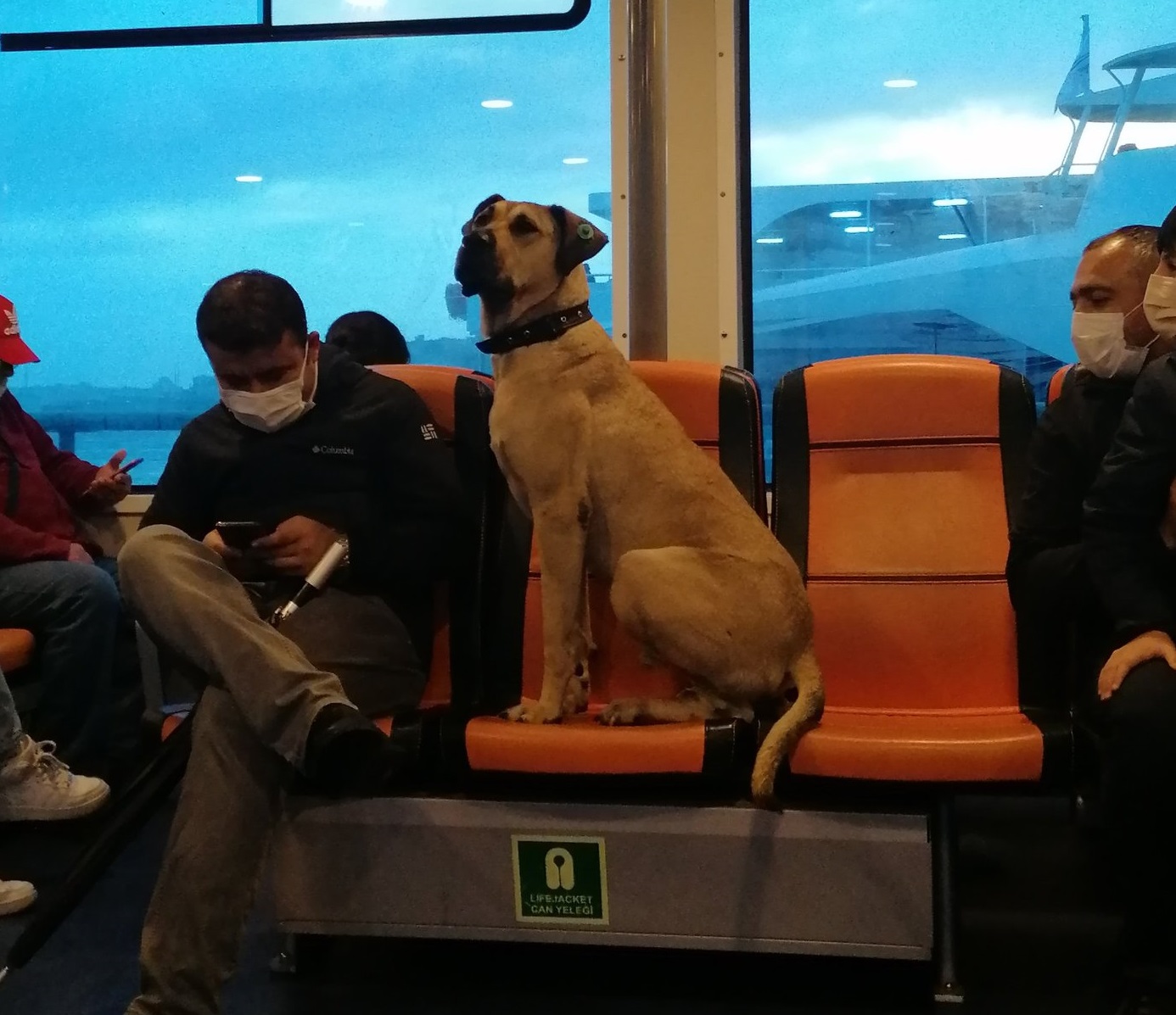 seekor-anjing-bernama-boji-menjadi-selebriti-hingga-viral-di-media-sosial-12.jpg