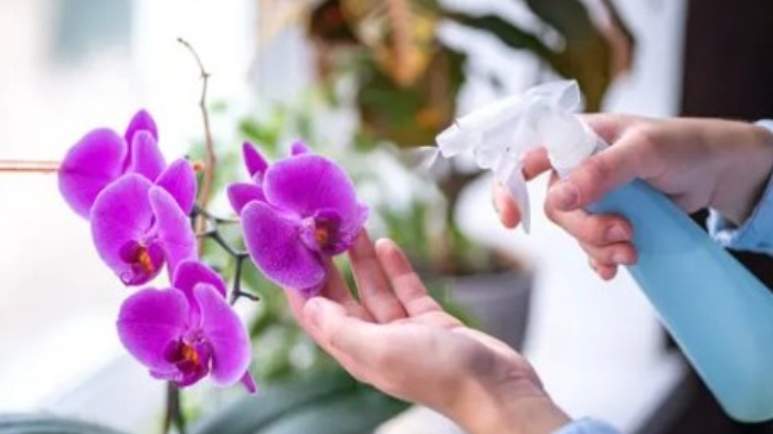 Tips Merawat Bunga Anggrek yang Ditanam di Dalam Pot, Simak Tata Caranya Berikut