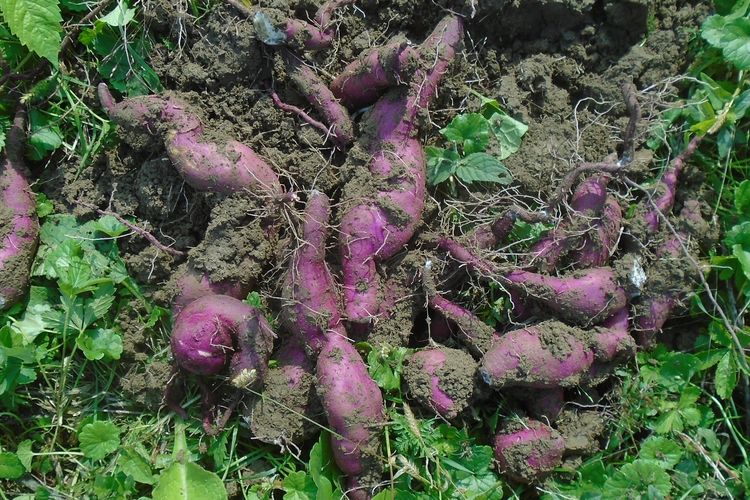 Tips Berkebun: Cara Menanam Ubi Jalar di Dalam Pot, Panenan Tak Kalah dengan Hasil Ladang
