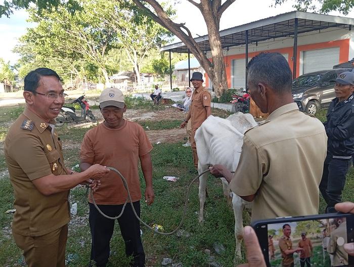 Bupati Sigi Serahkan 60 Ekor Sapi PO untuk Dorong Pengembangan Peternakan di Desa Kalukubula