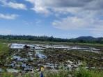 Jamban Kurang Jadi Penyebab Masa Tanam Padi di Banggai Tak Serentak