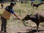 ACT-Palu-luncurkan-program-andalan-Qurban-Progresif-melalui-Global-Qurban.jpg