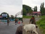 Dua-Hari-Operasi-Satpol-PP-Parigi-Moutong-Tertibkan-14-Ekor-Sapi-Liak.jpg