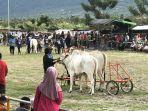KARAPAN-SAPI-DI-SIGII.jpg