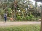 TERSERANG-PMK-Ternak-sapi-di-Desa-Siuna-Kecamatan-Pagimana.jpg