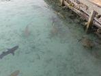 anak-anak-ikan-hiu.jpg