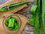 daun-lidah-buaya.jpg