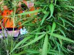 ganja.jpg