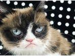 grumpy-cat-alias-tardar-sauce.jpg